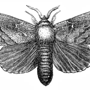 Pine moth (Gastropacha pini) Pine moth (Gastropacha pini)