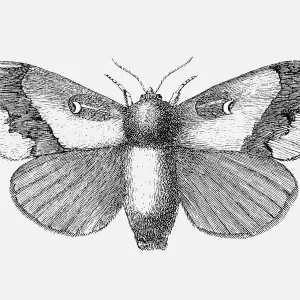 Pine Moth Print Pine Moth Print