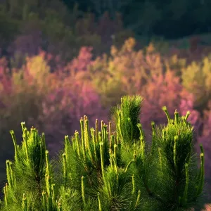 pine tree and Cherry blossom forest at Phu lom lo pine tree and Cherry blossom forest at Phu lom lo
