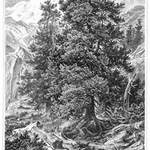 Pine tree engraving 1895