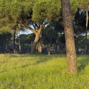 Pine tree forest