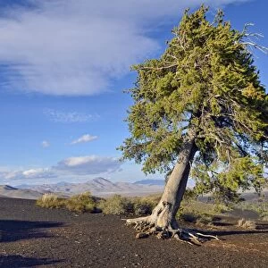 Pine tree -Pinus sp. - on the top of Inferno Cone, shaped by wind and weather, Craters of the Moon National Monument, Highway 20, Idaho, USA