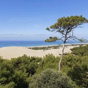 Pine tree on sand dunes, Lycian coast, Gelemis, Mediterranean Region, Turkey