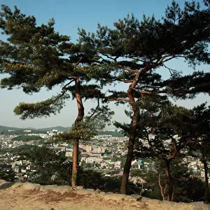 Pine trees, Hwaseong Fortress, World Heritage