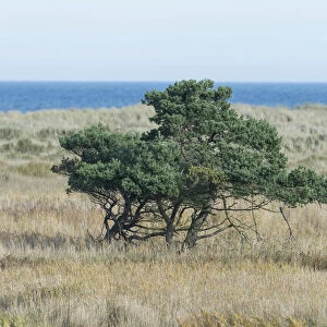 Pine trees -Pinus sylvestris-, the Baltic Sea at the back, Darsser Ort, Mecklenburg-Western Pomerania, Germany