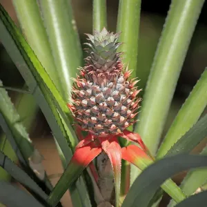 Pineapple Print with Plant, Nosy Komba, Madagascar Pineapple Print with Plant, Nosy Komba, Madagascar