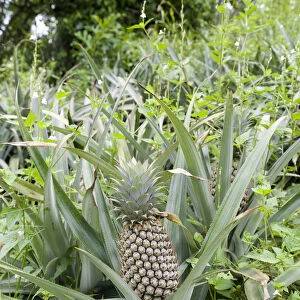 Pineapple -Ananas comosus- growing in a field, Maligatenna, Sri Lanka