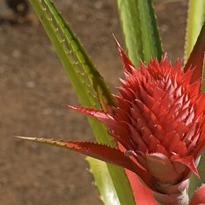 Pineapple flower -Ananas comosus-, O ahu, Hawaii, United States