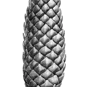 Pinecone Print on White Background Pinecone Print on White Background