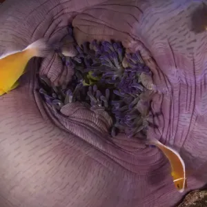 Pink anemonefish atop magnificent sea anemone, underwater view Pink anemonefish atop magnificent sea anemone, underwater view