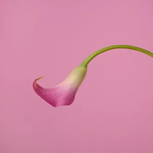 Pink Calla Lily on Pink Pink Calla Lily on Pink