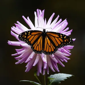 Pink Dahlia Covered Print by Monarch Butterfly Pink Dahlia Covered Print by Monarch Butterfly