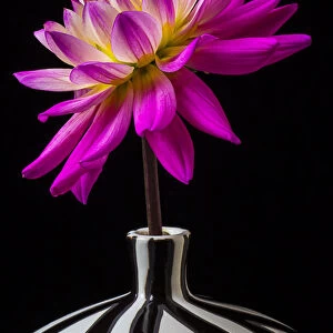 Pink Dahlia striped vase, flower