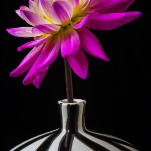 Pink Dahlia striped vase, flower Pink Dahlia striped vase, flower