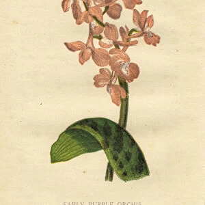 Pink early purple orchid wildflower Victorian botanical illustration by Anne Pratt