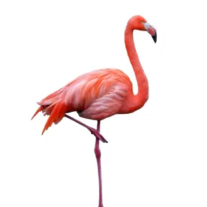 Pink flamingo