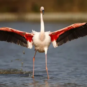 Pink Flamingo Print - Phoenicopterus ruber in Shallow Water, Camargue Pink Flamingo Print - Phoenicopterus ruber in Shallow Water, Camargue