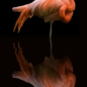 Pink Flamingo Print with Reflection in Dark Water Pink Flamingo Print with Reflection in Dark Water