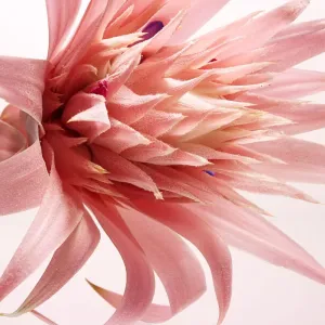Pink Flower Print Pink Flower Print