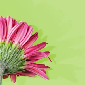 Pink Gerbera Daisy Close-up Print Pink Gerbera Daisy Close-up Print