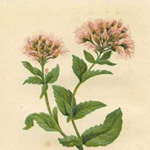 Pink hemp agrimony wildflower Victorian botanical illustration by Anne Pratt