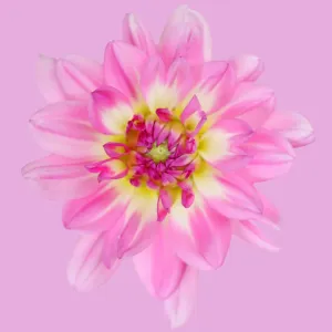 Pink Magic Pink Magic