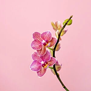 Pink Orchid in Bloom