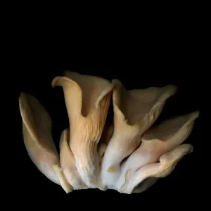 Pink Oyster Mushroom Print Pink Oyster Mushroom Print