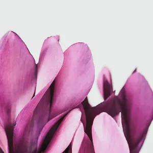 Pink petals for with white background Pink petals for with white background