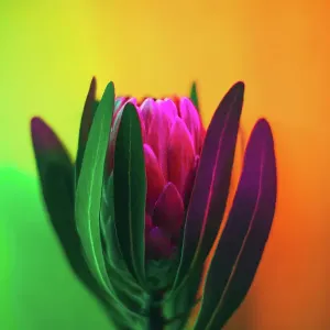 Pink protea flower in neon light. Gradient of green, yellow and pink colors. Copy space for your design. Extreme close-up Pink protea flower in neon light. Gradient of green, yellow and pink colors. Copy space for your design. Extreme close-up