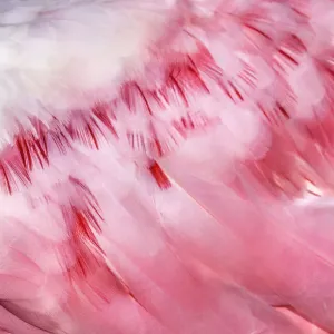 Detail of Pink Roseate Spoonbill Feathers at Fort Myers Beach, Florida Detail of Pink Roseate Spoonbill Feathers at Fort Myers Beach, Florida