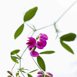 pink sweet pea on white background