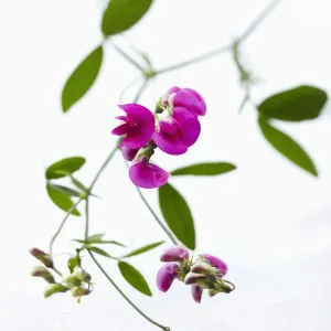 Pink Sweet Pea Print on White Background Pink Sweet Pea Print on White Background