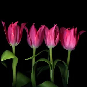 Pink Tulips Print - A watercolor depiction of pink tulips Pink Tulips Print - A watercolor depiction of pink tulips