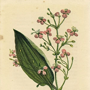 Pink water plantain wildflower Victorian botanical illustration by Anne Pratt