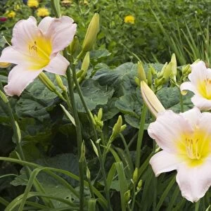 Pink and yellow daylilies -Hemerocallis-, flowers, Quebec Province, Canada