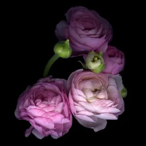 Pinkalicius ranunculus Print Pinkalicius ranunculus Print