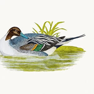 Pintail Duck Waterfowl bird