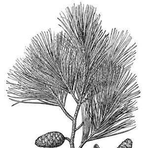 Pinus halepensis (Aleppo pine)