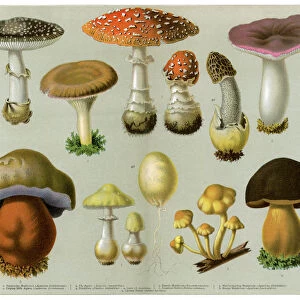 Piosonous Fungi