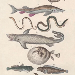 Pisces, hand-colored lithograph, published in 1880