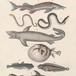 Pisces, hand-colored lithograph, published in 1880 Pisces, hand-colored lithograph, published in 1880