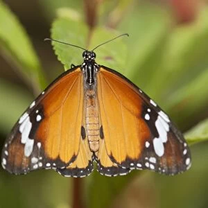 Plain tiger, African monarch -Danaus chrysippus-, tropical butterfly, Phuket, Thailand, Southeast Asia, Asia