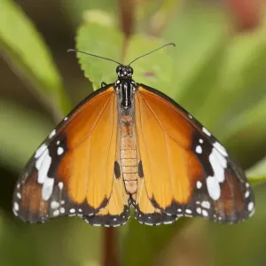Plain tiger, African monarch -Danaus chrysippus-, tropical butterfly, Phuket, Thailand, Southeast Asia, Asia