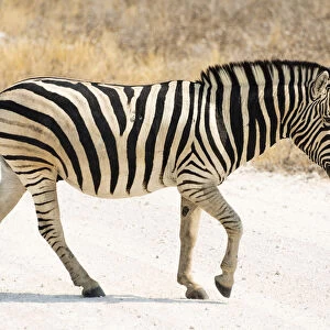 Plains Zebra or Burchells Zebra -Equus quagga burchelli- crossing a road, Etosha National Park, Namibia
