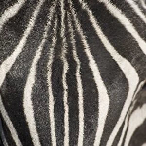 Plains zebra (Equus Burchelli), close-up of head