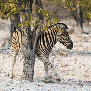 Plains Zebra -Equus burchellii- using a tree as a scratching post, Etosha National Park, Namibia