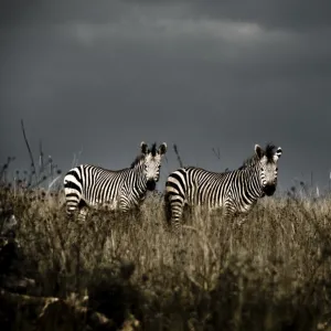 Two Plains Zebra (Equus quagga) standing in grass, Lion and Rhino Park, Cradle of Humankind World Heritage Site, Gauteng Province, South Africa