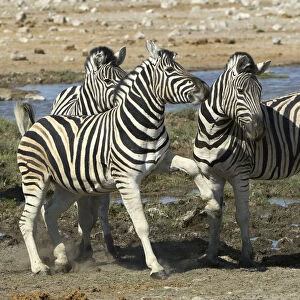 Plains Zebra, Etosha National Park, Namibia