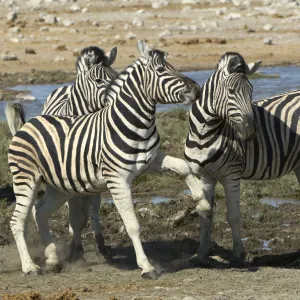 Plains Zebra, Etosha National Park, Namibia